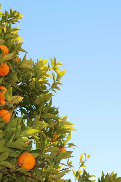 我真不是算命先生