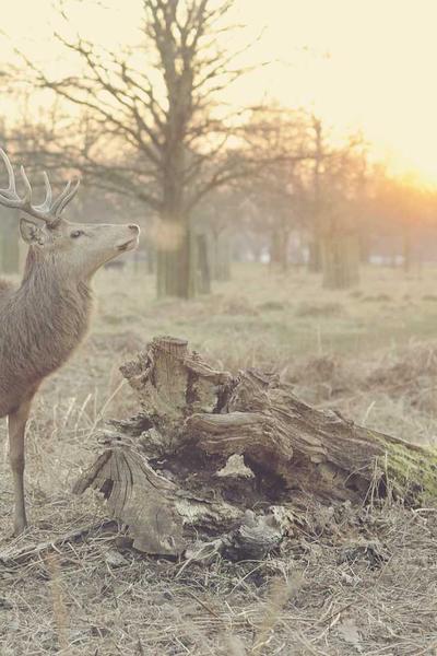 深夜驚魂：逃出瘋人院