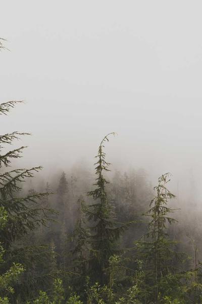 黑蓮花上位手冊